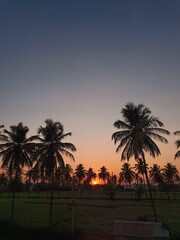 Obraz premium Sunset over paddy fields