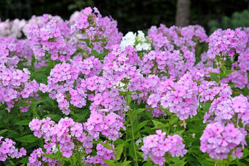 Lilac purple Phlox paniculata, or garden phlox, in flower.