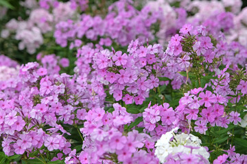 Obraz premium Lilac purple Phlox paniculata, or garden phlox, in flower.