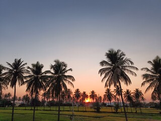 palm trees at sunset