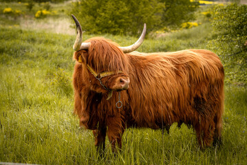 Portrait von einem  schottischen Hochlandrind auf der Weide 