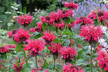 Red Monarda bergamot ‘Fireball’ in flower.