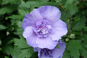 Violet purple Hibiscus syriacus ‘Blue Chiffon’ in flower. © Alexandra
