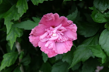 Pink Hibiscus syriacus ‘Magenta Chiffon’ in flower. © Alexandra