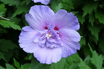 Violet purple Hibiscus syriacus ‘Blue Chiffon’ in flower. © Alexandra