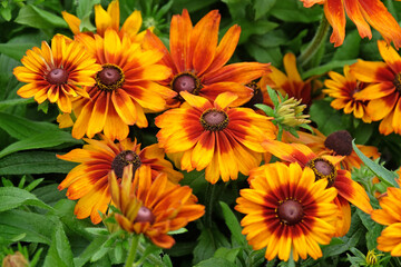 Yellow and red Rudbeckia hirta ‘Cappuccino’ black eyed Susan in flower.