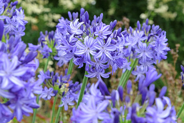 Blue Agapanthus ‘Northern Star’, African Lily, in flower.