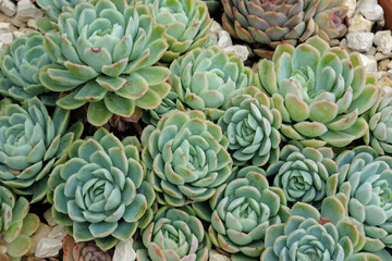 Rosettes of the Blue Echeveria elegans succulent