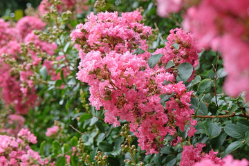 Soft pink Lagerstroemia indica, crepe myrtle, in flower.