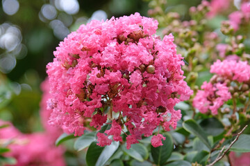 Soft pink Lagerstroemia indica, crepe myrtle, in flower.