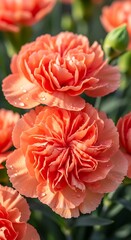 Vibrant peach carnations cascading in a soft floral bloom with droplets of dew