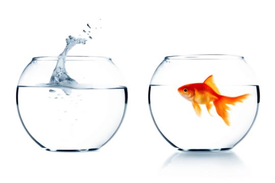 Goldfish leaping from water bowl to another isolated on a transparent background