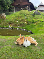 rabbits in the meadow