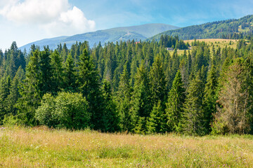 mountain landscape with fir forest on the hill in summer. hiking through beautiful nature scenery of ukraine alpine countryside. scenic view of carpathians under blue sky with clouds on a sunny day