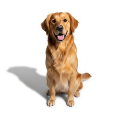 Fototapeta premium golden retriever dog
