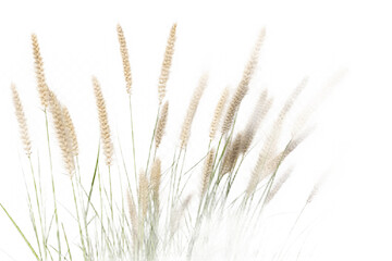 Beige Bristlegrass Shadow Overlay Effect White Background