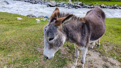 The donkey in the forest by the river looks at me