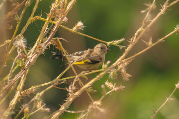 Oiseau Chardonneret élégant juvénile
