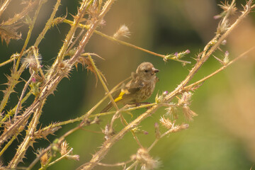 Oiseau Chardonneret élégant juvénile