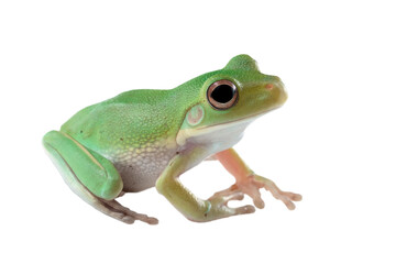 Juvenile White-lipped tree frog (Litoria infrafrenata) on white background, white-lipped tree frog (Litoria infrafrenata) closeup on isolated background