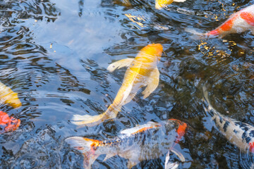 goldfish in a pond