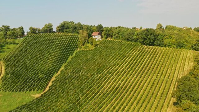 Panoramic view of picturesque vineyards in Plesivica in Croatia, amazing Croatian wine region 