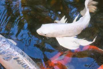 Koi fish in the water