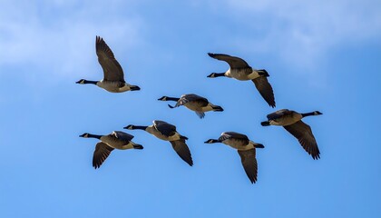Geese soars majestically across the pristine azure canvas of the sky during migration