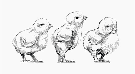 Baby chicks sketch animal illustration vector © Rawpixel.com