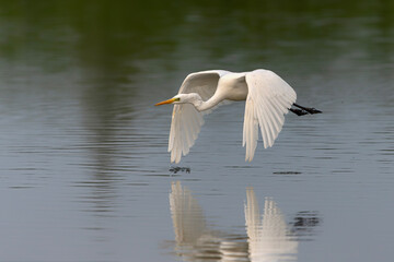 Western Great Egret (Ardea alba) in flight over a lake. Gelderland in the Netherlands.       