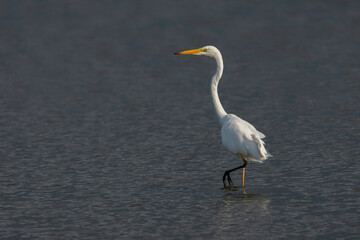  Western Great Egret (Ardea alba) standing and fishing in the water.  Gelderland in the Netherlands.   