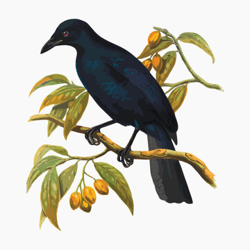 Manucodia Atra (Less). from Monograph of the Paradiseidae, vintage bird illustration vector.