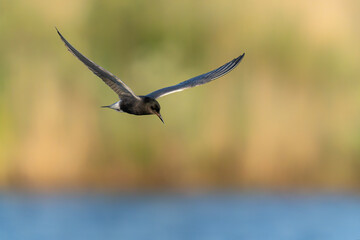 The black tern (Chlidonias niger) in flight. Gelderland in the Netherlands.