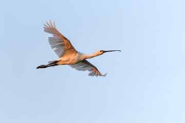 Beautiful Eurasian Spoonbill or common spoonbill (Platalea leucorodia)  in flight. Gelderland in the Netherlands. Blue sky background.                               