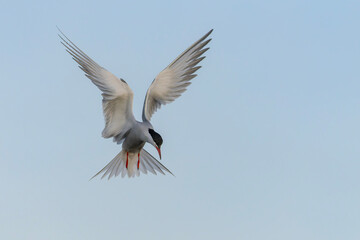 Common Tern (Sterna hirundo) in flight. Gelderland in the Netherlands. 