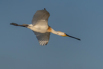 Beautiful Eurasian Spoonbill or common spoonbill (Platalea leucorodia)  in flight. Gelderland in the Netherlands. Blue sky background.                               