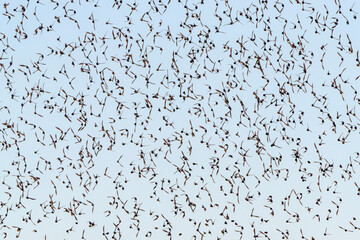 Beautiful large flock of starlings (Sturnus vulgaris), Gelderland in the Netherlands. Silhouettes of birds.  