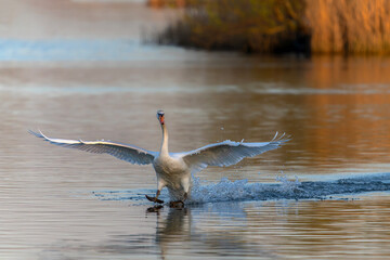 Mute Swan (Cygnus olor) landing on the water in the Netherlands. Water splashing all around. Wide spread wings.     