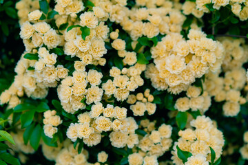 Banksia rose blossoms. Rosaceae evergreen vine shrub native to Japan