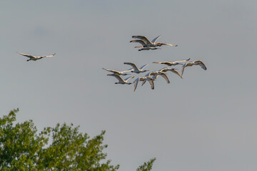A flock of Eurasian Spoonbill or common spoonbill (Platalea leucorodia)  in flight. Gelderland in the Netherlands.                                         