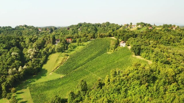Panoramic view of picturesque vineyards in Plesivica in Croatia, amazing Croatian wine region 