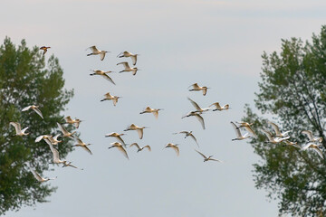 A flock of Eurasian Spoonbill or common spoonbill (Platalea leucorodia)  in flight. Gelderland in the Netherlands.                                         