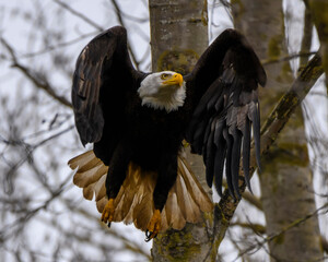 Bald eagle taking flight from a tree branch on a cloudy day in a natural habitat