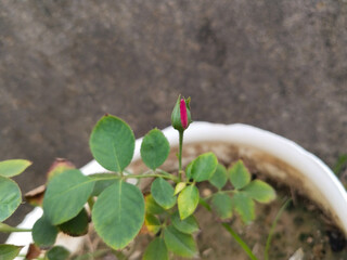 half blooming of rose bud, bud flower of rose plant