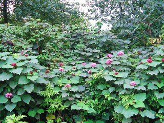 Flowers in the forest