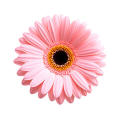 Pink Gerbera Daisy Isolated On White Background: An isolated view of a radiant pink Gerbera daisy, its vibrant petals and detailed center offering a pure aesthetic of beauty and elegance.