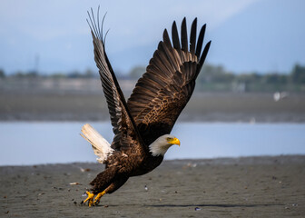 Majestic bald eagle takes flight over a tranquil shoreline during the morning