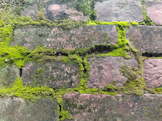 close up Brick wall covered with green moss. Old brick wall is wet and covered with thick moss. 