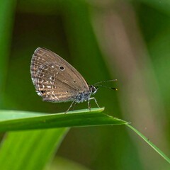 Obraz premium Small brown butterfly perched on a vibrant green leaf