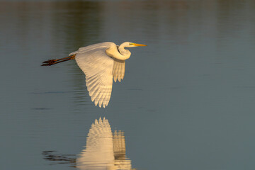 Beautiful Western Great Egret (Ardea alba) in flight over a lake at sunset. Gelderland in the Netherlands.   